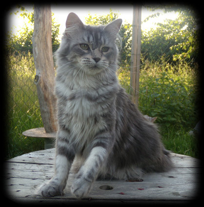 Maine Coon - kumskaka Praise is beautiful