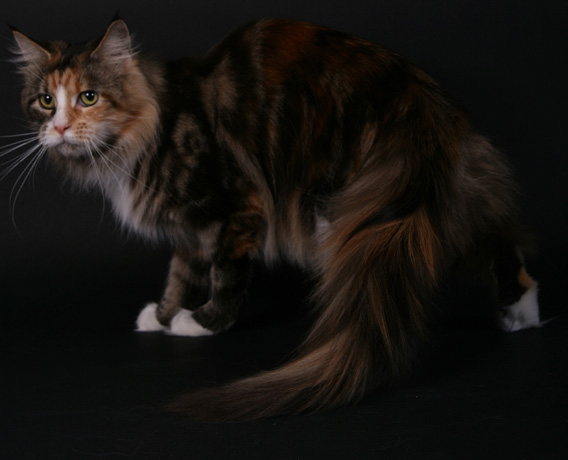 Maine Coon - CH. First lady du Pays Angoumois