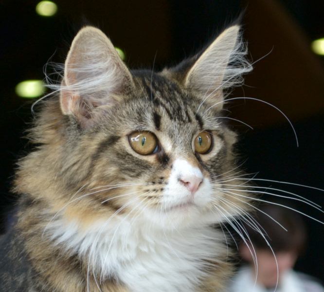 Maine Coon - CH. happy diamonds de l'Etangsort