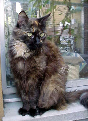 Maine Coon - CH. mama valker's Say-ablaze
