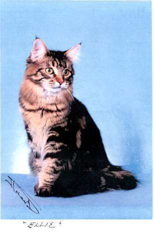 Maine Coon - saint clouds Ravenswood of claddacoons