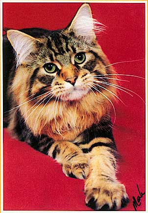 Maine Coon - CH. cooncreole Crescent city classic