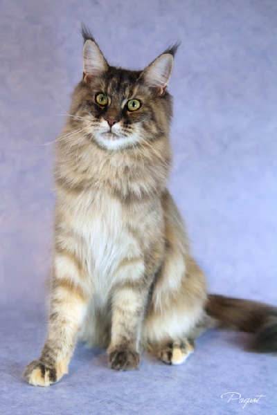 Maine Coon - CH. Amandine of roswell