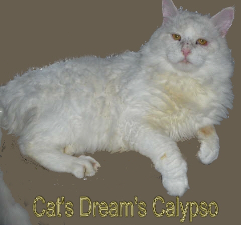 Maine Coon - cat's dream's Calypso