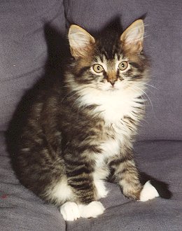 Maine Coon - heftycat's Quark