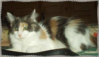 Maine Coon - highfidelity Patchwork tess