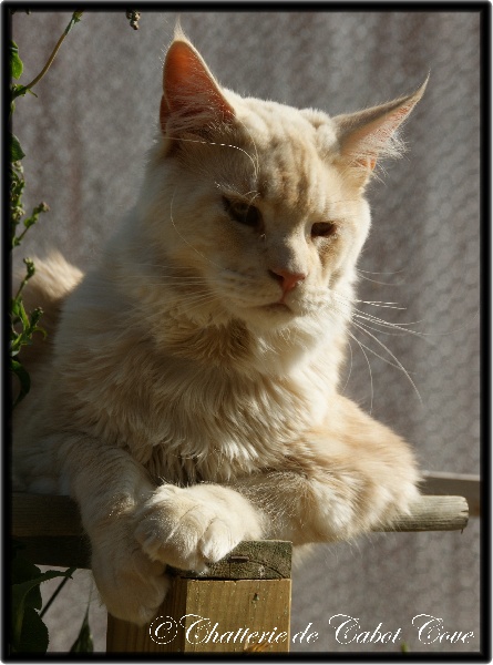 Maine Coon - Feu de bengal Sans Affixe