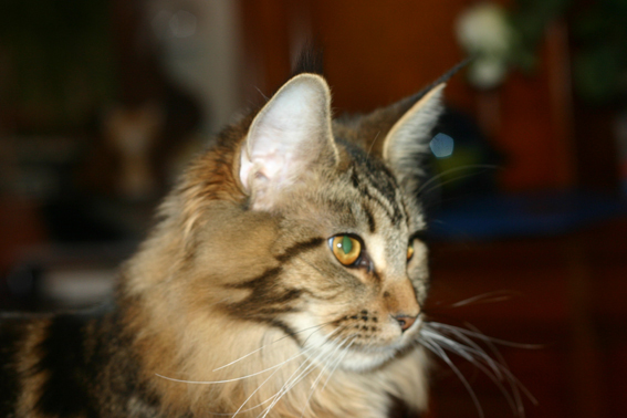 Maine Coon - CH. Hyseult du maine coon world