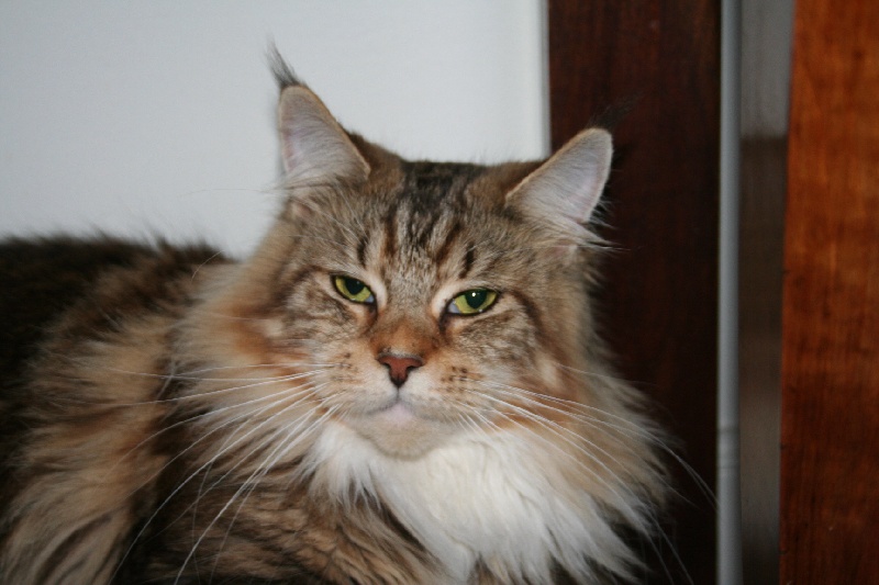 Maine Coon - CH. morelia Burberrys