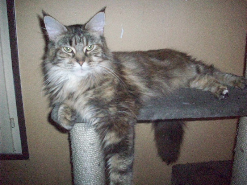 Maine Coon - Fanny de la croix lorraine