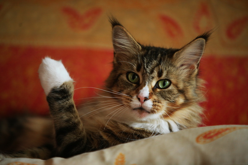 Maine Coon - Chinook A pas de Loup