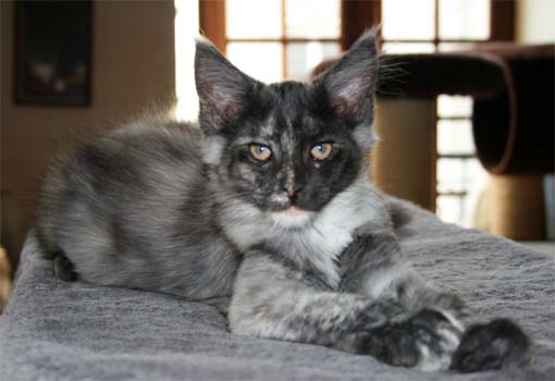 Maine Coon - Fee clochette de mahat mata