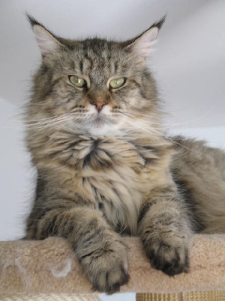 Maine Coon - Auchentoshan's Vika de Crausacoon