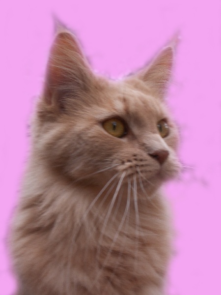 cat's dream's Babuchka