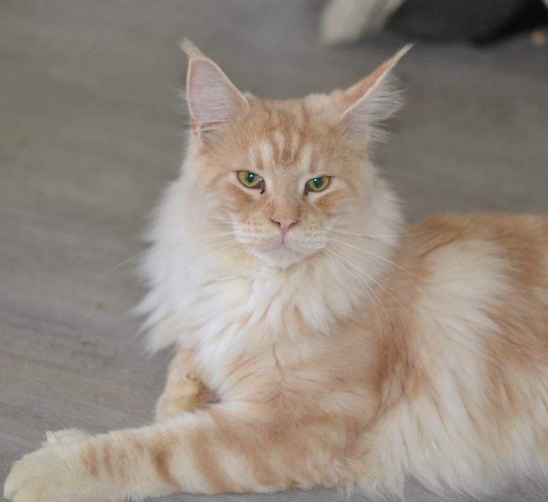 Maine Coon - Dolcezza Homer P