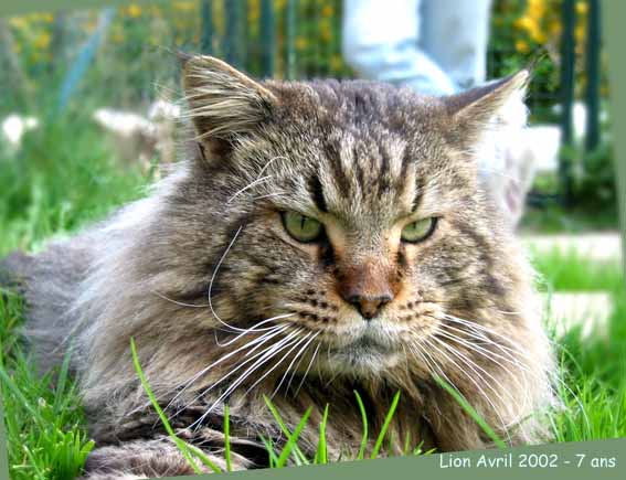 Maine Coon - Cartoonland's Lion leo