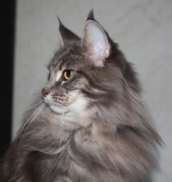 Maine Coon - CH. Fleur bleue de laf 57355
