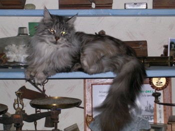 Maine Coon - CH. chatoon's Umaï