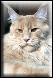 Maine Coon - CH. summerplace hit the road jack