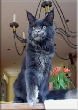 Maine Coon - langstteich's P'wild blue hurricane