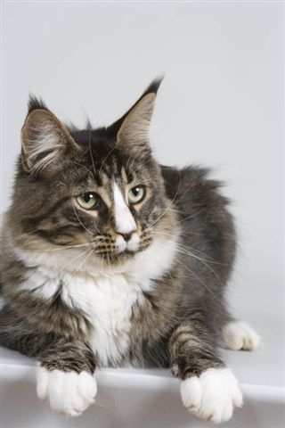 Maine Coon - CH. Vlazovie de petite léopoldine