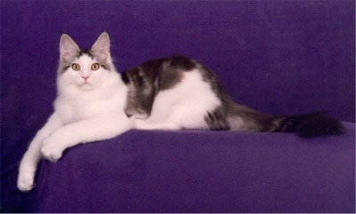 Maine Coon - CH. nascat Sterling marlin of koontucky