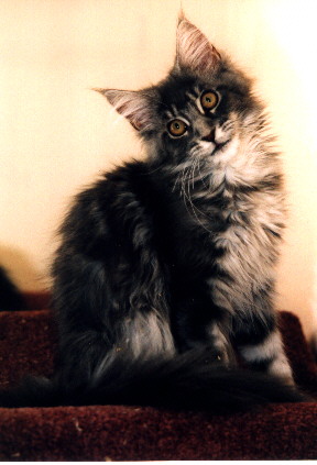 Maine Coon - doublebee Milky way blue
