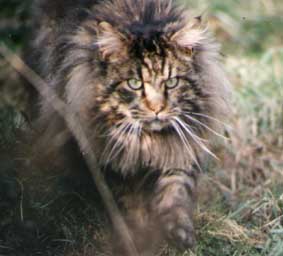 Maine Coon - CH. willowplace Torchmark of cartoonland