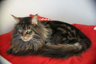 Maine Coon - CH. penogacats Scooter