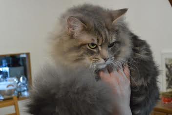 Maine Coon - So Out-coon's Ice cube