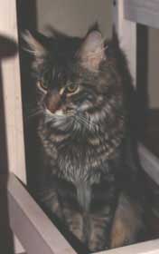 Maine Coon - Shannon vom weidebusch