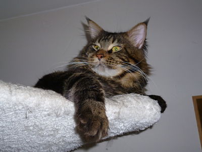 Maine Coon - Gin fizz de la Roche Pallud