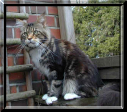 Maine Coon - hylsyde J.J.