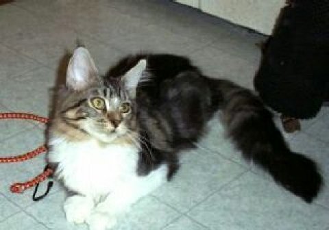 Maine Coon - CH. antarcin Vanilla dip