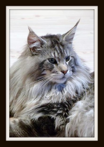Maine Coon - alwaro Warner