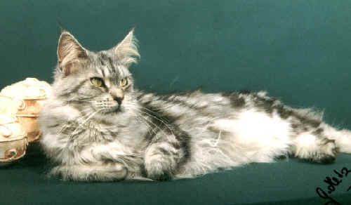 Maine Coon - willowplace Roxanne