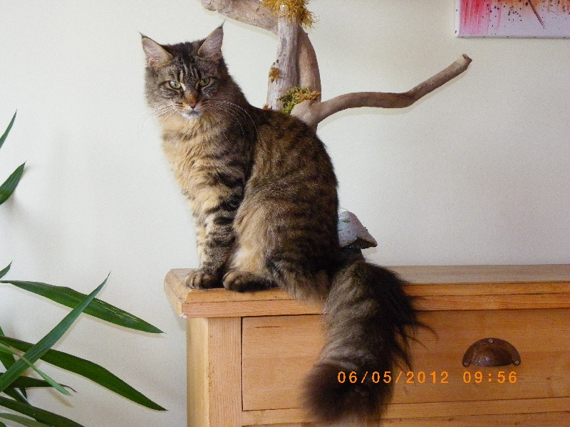 Maine Coon - Grease glamerous giant