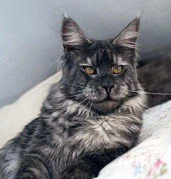 Maine Coon - CH. mainefield's Howling wolf