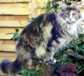 Maine Coon - CH. appalacer bear's Flying flash in blue