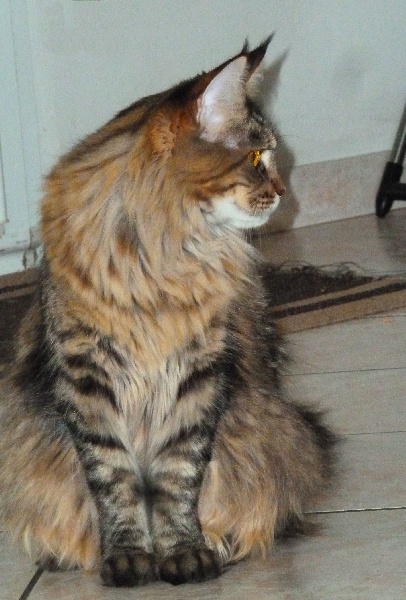 Maine Coon - CH. Huska de la pensee