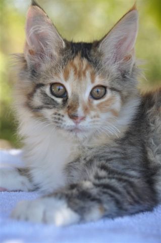 Maine Coon - Fanelle de petite léopoldine