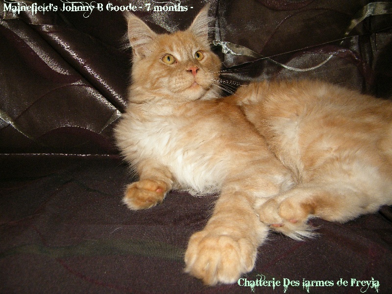 Maine Coon - mainefield's Johnny b goode