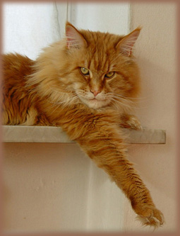Maine Coon - World-winner 2002+ eur.ch. daker devito sebasco's
