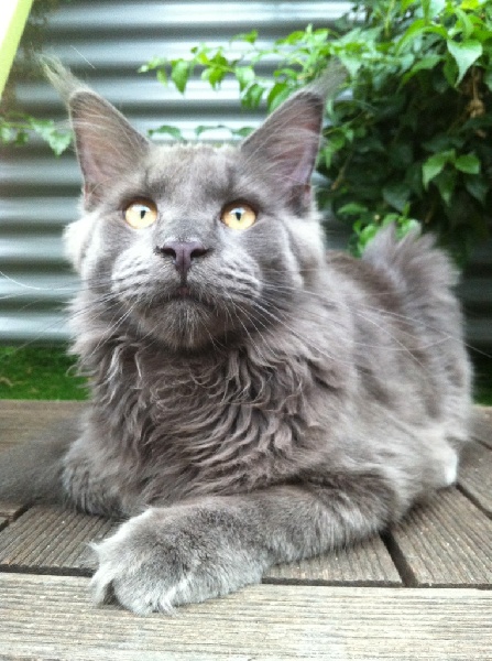 Maine Coon - CH. langstteich's Magnum blue of FairyWitch