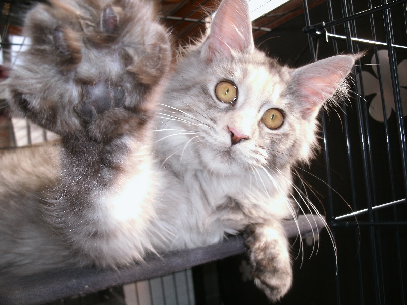 Maine Coon - CH. Felicia de la sahounna de la Sahounna