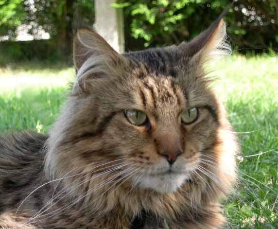 Maine Coon - CH. mistygris Nelson