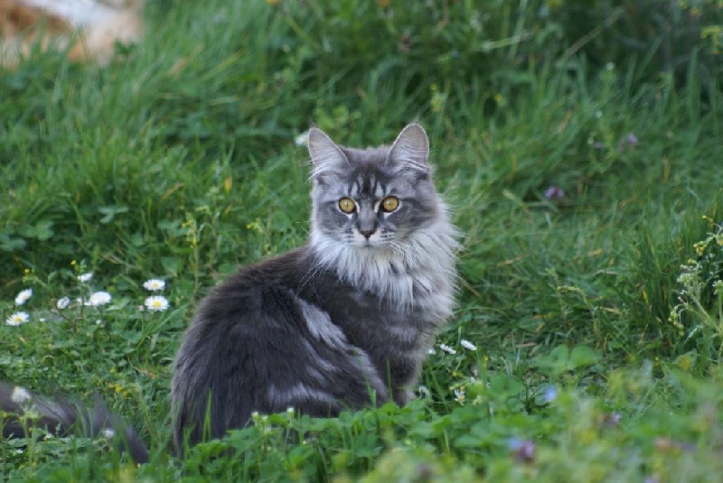 Maine Coon - CH. Haya deux De L'Avedelhacoons