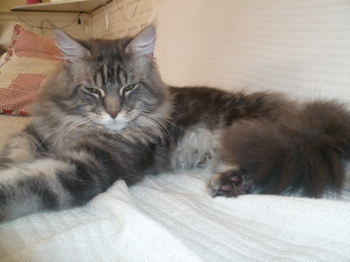Maine Coon - 