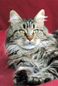 Maine Coon - CH. moulincrecy Iolina