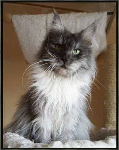 Maine Coon - royal coon's Chanel